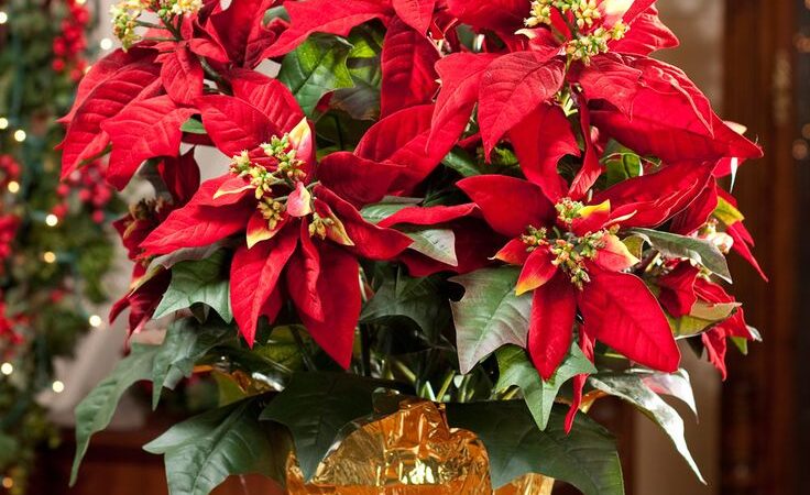 Order Your Christmas Poinsettas